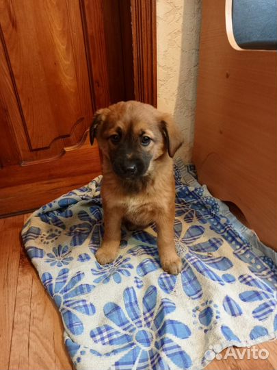 Щенки в добрые руки