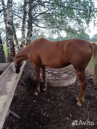 Кобыла,телка,корова