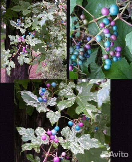 Декоративные многолетники для сада