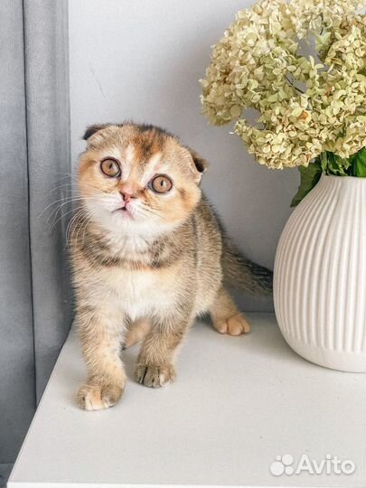 Шотландские малыши