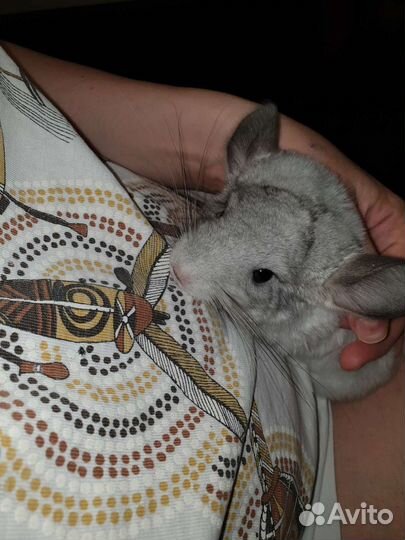 Шиншилла