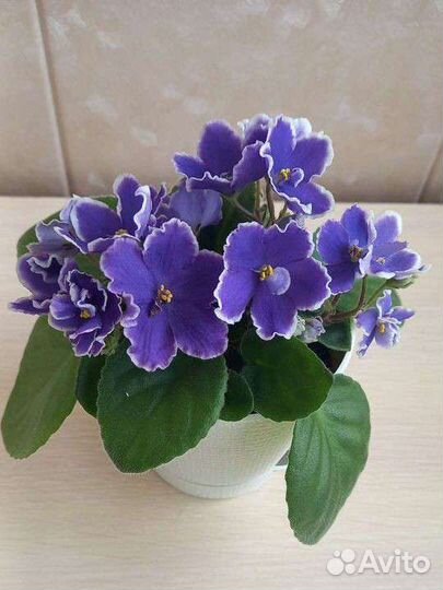 Фиалки цветущие