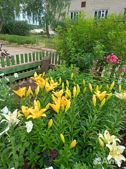 Луковицы лилий