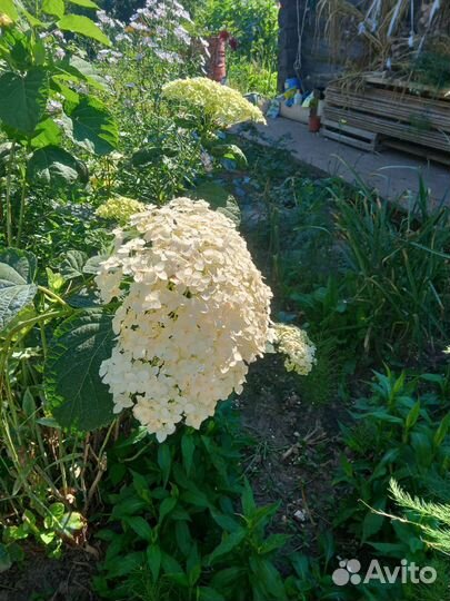 Гортензия метельчатая саженцы. Анабель
