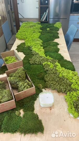 Вертикальное озеленение