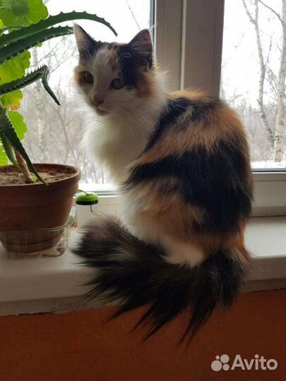 Кошечка 10 месяцев, Сибирская