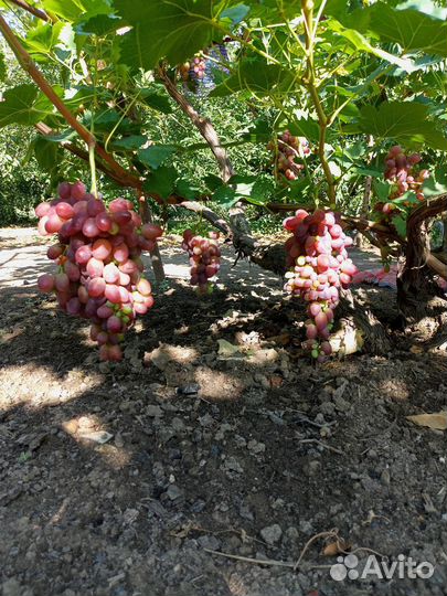 Саженцы винограда