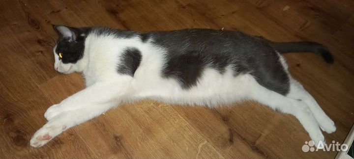 Кот кастрированный
