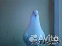 Продам голубей почтовых чехов(белых и черные жуки)