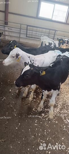 Крс бычки мясо-молочного направления
