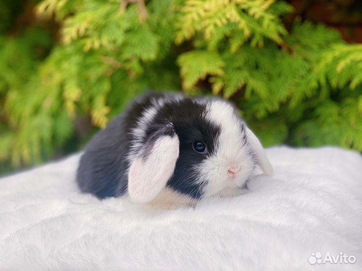 Карликовые кролики, клетки