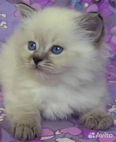Невская маскарадная котята