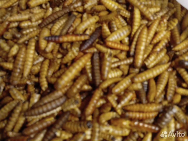 Личинки черной львинки сушеные