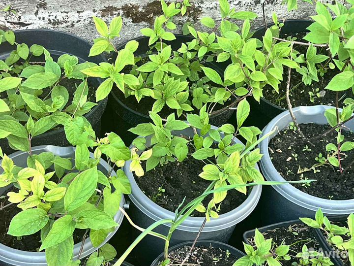 Гортензии метельчатые, крупнолистовые, древовидные