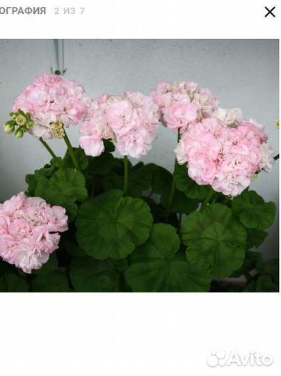 Пеларголия герань сорт Dovepoint