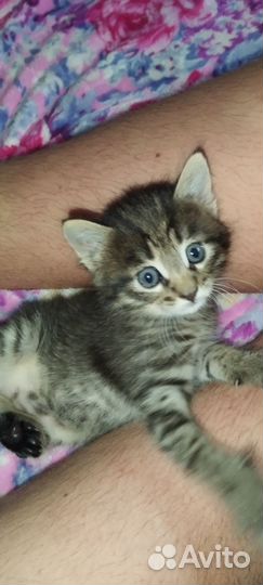 Котёнок (мальчик)