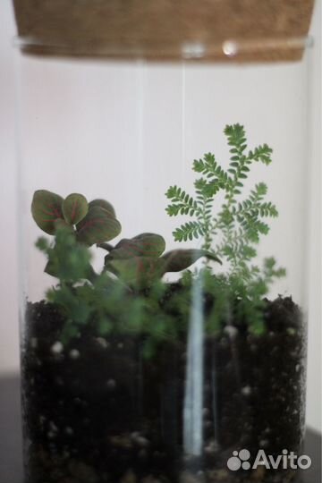 Флорариум, растения в банке