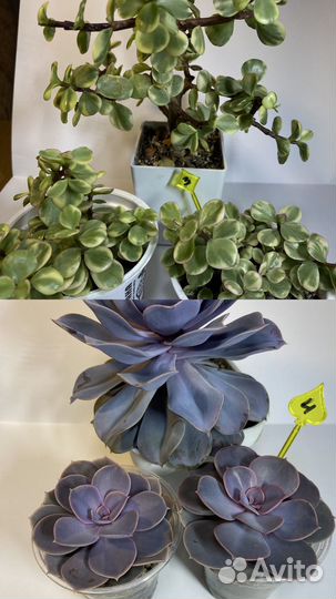 Излишки суккулентов