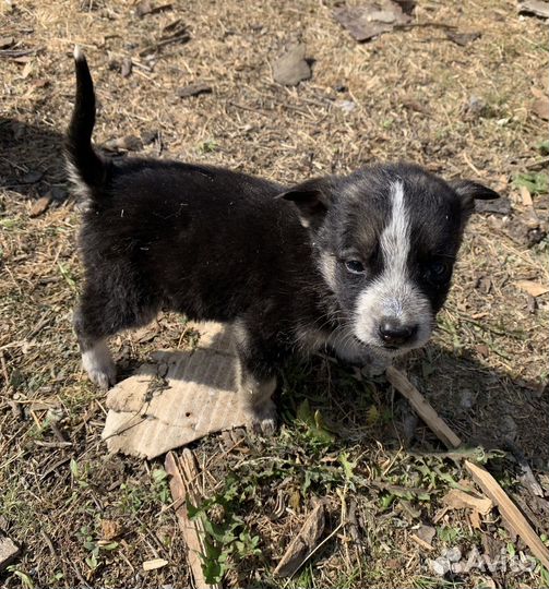 Щенки в добрые руки даром