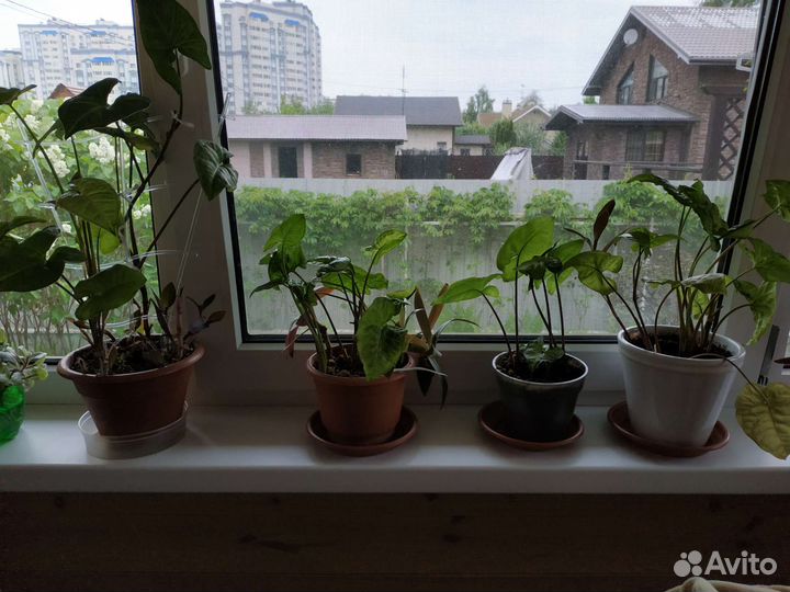 Комнатные растения