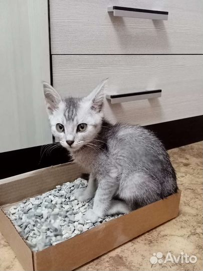 Британская