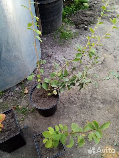 Барбарис. Спирея Голдфлейм куст