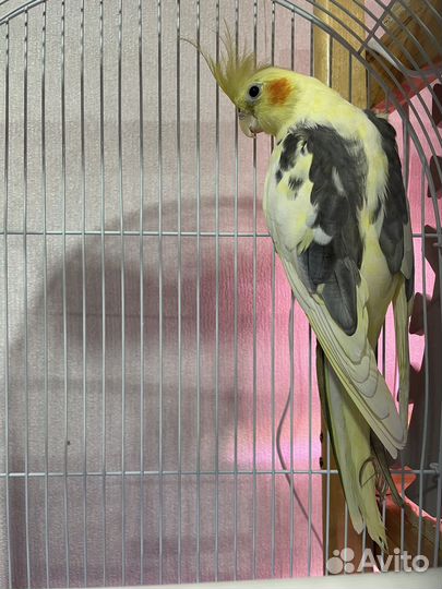 Попугай корелла с клеткой