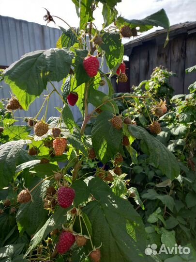 Малина саженцы