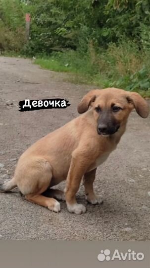 Собаки бесплатно