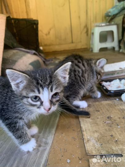 Котята в добрые руки бесплатно