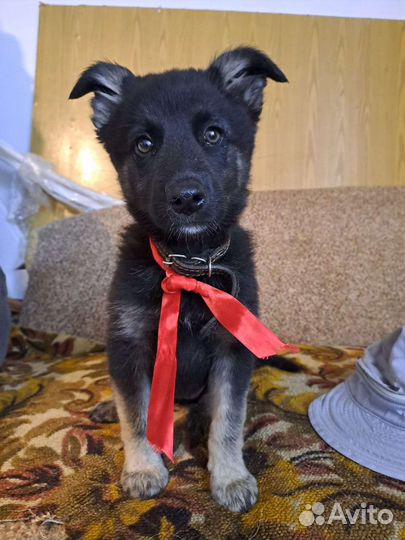 Прекрасная девочка Лора в добрые руки