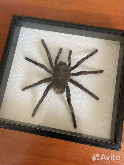 Паук птицеед в рамке