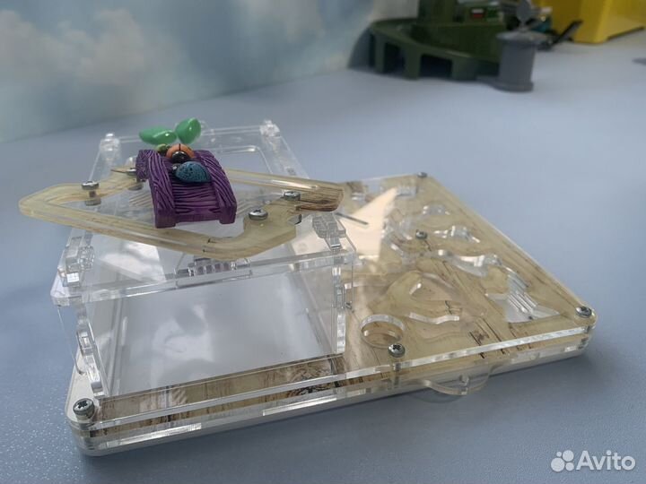 Муравьиная ферма, формикарий