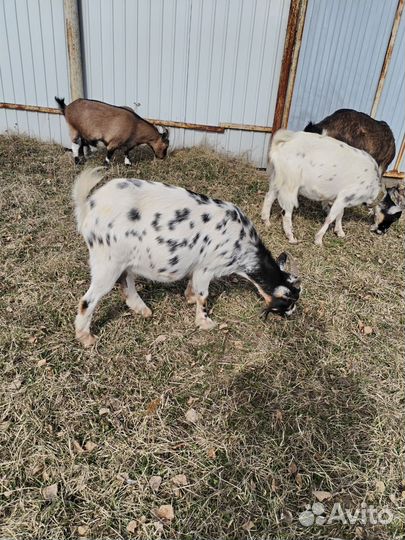Коза дойная