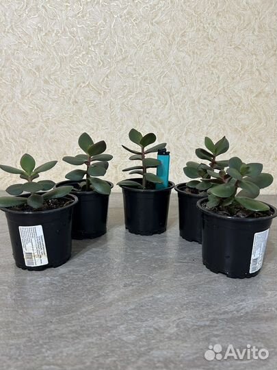 Толстянка (денежное дерево, крассула)