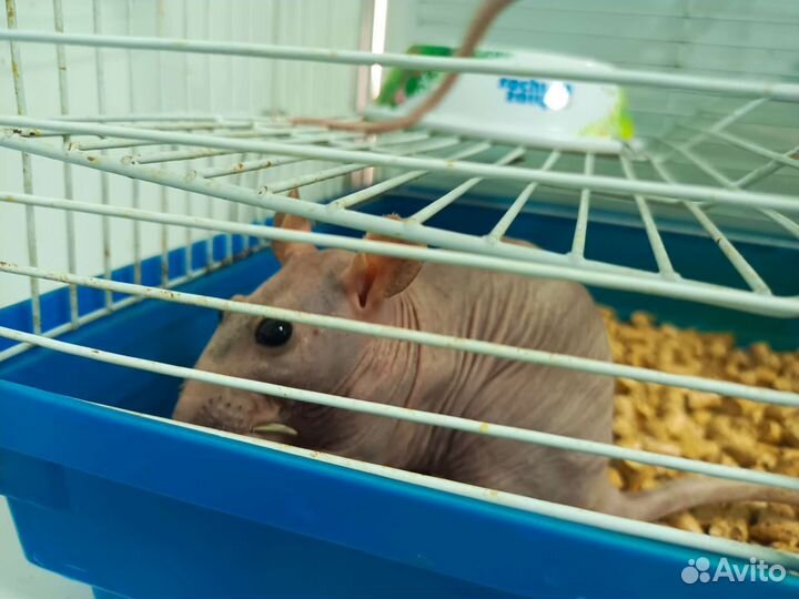 Крыса сфинкс