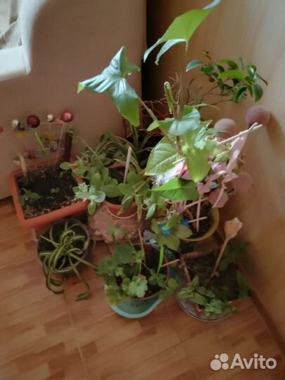 Цветы домашние в горшках