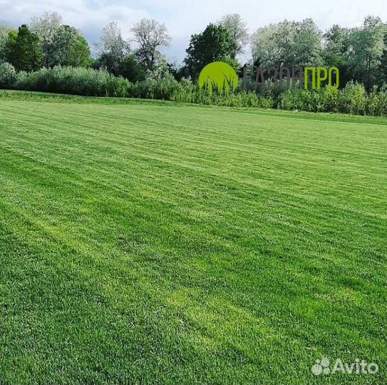 Газонная трава в рулонах