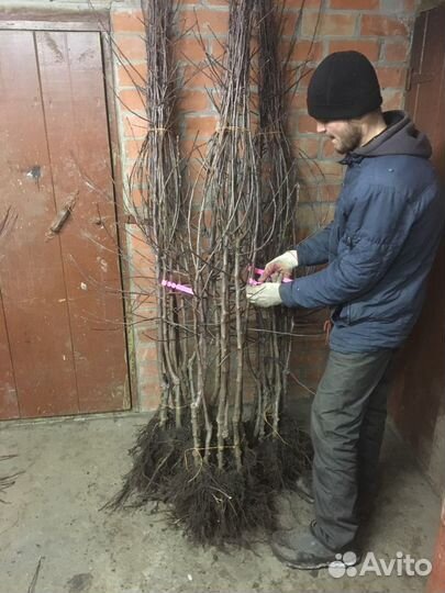 Саженцы яблони на карликовом и полукарликовом подв