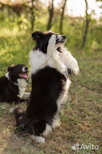 Бордер колли