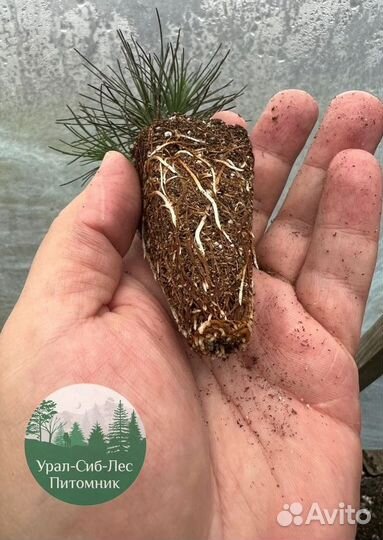 Сеянцы зкс Сосна окс Ель Лиственница Горная