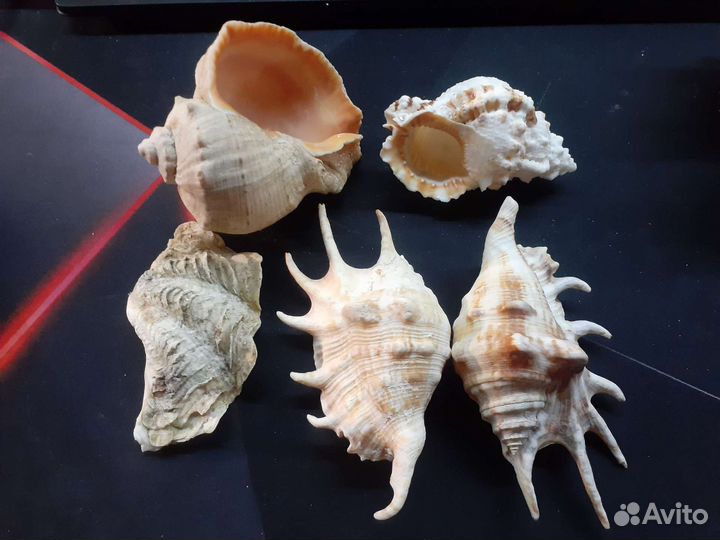Набор маленьких и больших ракушек для аквариума