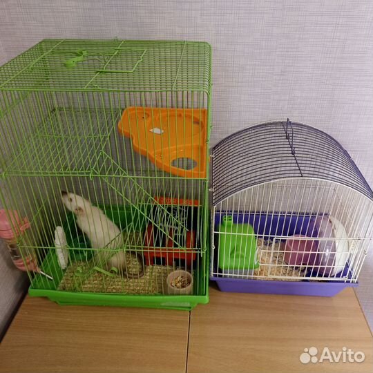 Передержка домашних животных