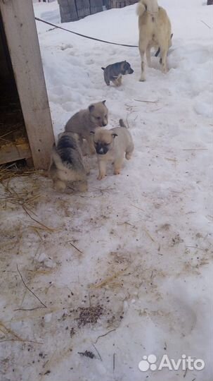 Щенки -Лайки