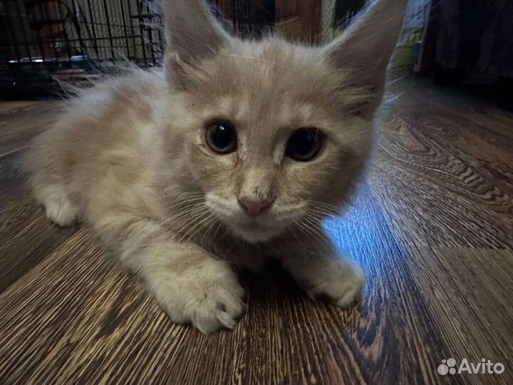 Кошки мейн-кун