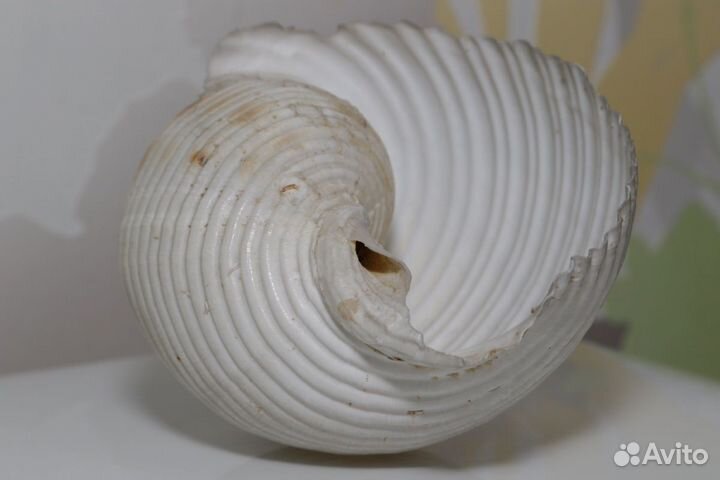 Морская раковина аквариум Тонна Танкервиллии