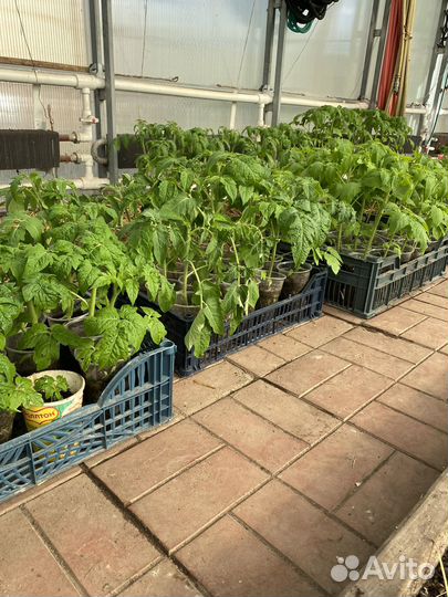 Рассада томатов, перца, баклажан, клубники