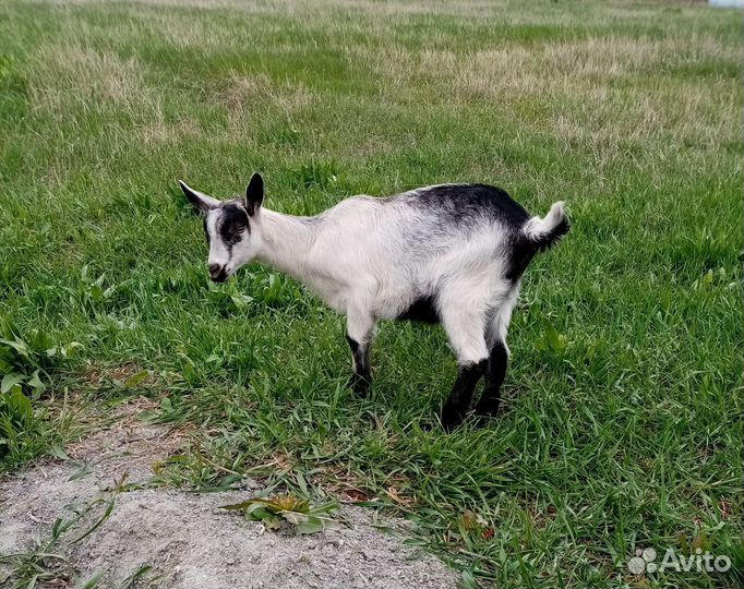 Альпийская козочка