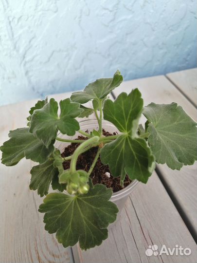 Пеларгония сортовая с бутонами