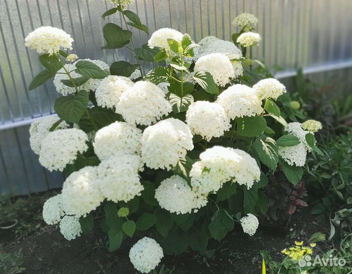 Гортензия древовидная Анабель